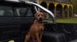 Operativo veterinario benefició a 150 mascotas en sectores urbanos y rurales de Quinchao
