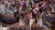 Confirman primer caso de influenza aviar en aves de traspatio en el Biobío
