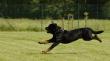 Formalizarán a encargada de Rottweiler tras ataques en Laguna Verde