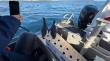 Dos pingüinos rescatados desde el borde costero del Biobío vuelven a su hábitat tras rehabilitación