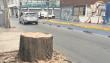 Molestia y críticas por tala de antiguos árboles en pleno centro de Copiapó