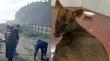 Pudú fue rescatado en Maullín cuando era atacado por una jauría de perros
