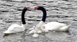En Puerto Montt detectaron a cisne de cuello negro con Influenza Aviar N1