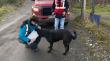 Realizan fiscalización barrial por tenencia responsable de mascotas en Pulutauco de Dalcahue