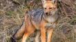 Vecinos denuncian que zorro fue amarrado en señalética preventiva de atropello de fauna silvestre en Petorca