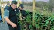 Fortalecen recuperación de especies nativas en Maullín con proyecto de viveros comunitarios
