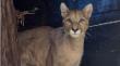Aún no logran ubicar a puma avistada en Paine buscando a su cachorra