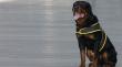 Árbitro casi pierde su brazo tras brutal mordedura de perro Rottweiler en Quilpué