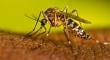 En colegio de Antofagasta encuentran zancudo Aedes Aegypti que transmite el dengue, zika y chikungunya