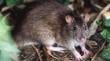 Vecinos de Temuco en alerta por proliferación de ratones