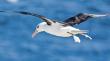 Calentamiento global dispersa a las aves marinas y afecta la pesca