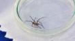La Calera: niño fue mordido por araña de rincón mientras estaba en clases