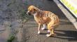 En Quellón detuvieron en flagrancia a hombre por impactante caso de crueldad animal