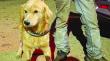Acabó pesadilla: adoptan a perritos que estuvieron dos años encerrados