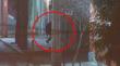[VIDEO] Sorprenden a hombre intentando ingresar a local comercial para robar en San Felipe