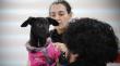 Valparaíso inició nuevo ciclo de esterilizaciones gratuitas para perros y gatos