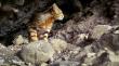 Aseguran continuidad de proyecto para monitorear al gato Colocolo y otras especies nativas en Llay Llay