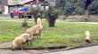 Animales sueltos mantienen en alerta a vecinos de Rahue Alto en Osorno