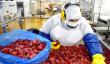 Agroindustria chilena alerta por posible arancel de EE.UU. que amenaza exportaciones por más de US$560 millones