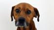 Presentan proyecto "Ley Balto" para endurecer penas por maltrato animal