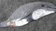 Un ejemplar adulto macho de delfín chileno (Cephalorhynchus eutropia) fue encontrado muerto durante la mañana en la playa de Santo Domingo, generando preocupación entre organizaciones dedicadas a la conservación de la fauna marina. El hallazgo fue reporta