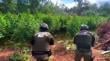 Balance Plan Cannabis 2025-2026 en Ñuble: más de 36 mil plantas erradicadas y droga avaluada en 148 mil millones de pesos