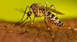 Senapred decretó alerta amarilla en comuna de Antofagasta por expansión del mosquito Aedes aegypti