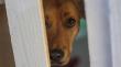 Rescatan 14 perros y cinco gatos por caso de maltrato animal en Curacautín: un sujeto fue detenido
