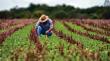 Escasez de lluvias mantiene en alerta al sector agrícola en la Región de Valparaíso