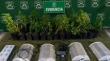 Descubren cultivo "indoor" con 64 plantas de marihuana en Limache