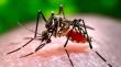 El desafío de controlar la expansión del mosquito Aedes Aegypti en Antofagasta