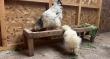 Peluquera de Chunchuri cambió su rubro y levantó “hotel rústico” para gallinas de huevos azules
