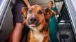 En Cabildo realizarán operativo gratuito de vacunación para perros y gatos