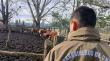Carabineros recuperó 8 vacunos robados en Coihueco