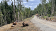 Sancionan a empresa Inversiones Ain Ltda por corte irregular de más de 20 hectáreas de bosque nativo en Villarrica