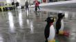 Fiesta “Flúor sobre hielo” se realizará en la pista de hielo del Parque Chuyaca de Osorno