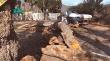 Vecinos de La Palma preocupados por caídas de ganchos y árboles en la calle