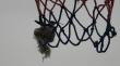 Cierran por 60 días cancha de Los Palafitos en Mejillones para proteger a colibrí que anidó en aro de básquetbol