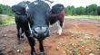 Agricultores de Maullín denuncian a una banda por últimos robos de vacunos