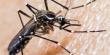 Senapred modifica alerta sanitaria por zancudo  Aedes aegypti y amplia riesgo a toda la Región de Antofasgasta