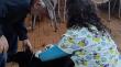 Realizan operativo de atención veterinaria gratuita a familias del sector Los Hualles de La Costa