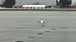 [VIDEO] Fuerte viento impide vuelo de un cisne en el Aeropuerto Carriel Sur de Talcahuano