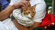 ¿Cómo proteger a nuestras mascotas durante una evacuación por sistema frontal?: conoce algunas recomendaciones