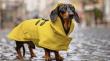 Perros y gatos también necesitan estar preparados con su kit de emergencia: sepa con qué debe contar