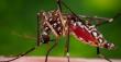 Salud rastrea aparición de enfermedades asociadas al mosquito Aedes aegypti en Antofagasta