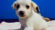 Jornada de adopción y recolección de ayuda para animales afectados por el sistema frontal se vivirá en Mall Marina