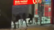 Detienen a cuatro personas tras intento de robo y daños en supermercado de Reñaca