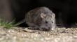 Confirman en Palena el noveno caso de hantavirus en la Región de Los Lagos durante 2026