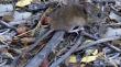 Mujer de Palena fallece tras contagiarse de hantavirus