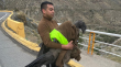 Carabineros rescata a cóndor herido en la Ruta Internacional Los Libertadores